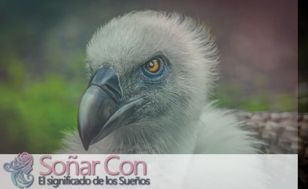 Simbolismo del Espíritu Animal Buitre Simbolismo del Tótem Animal Buitre