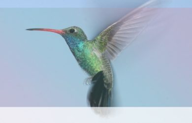 Significado del colibrí