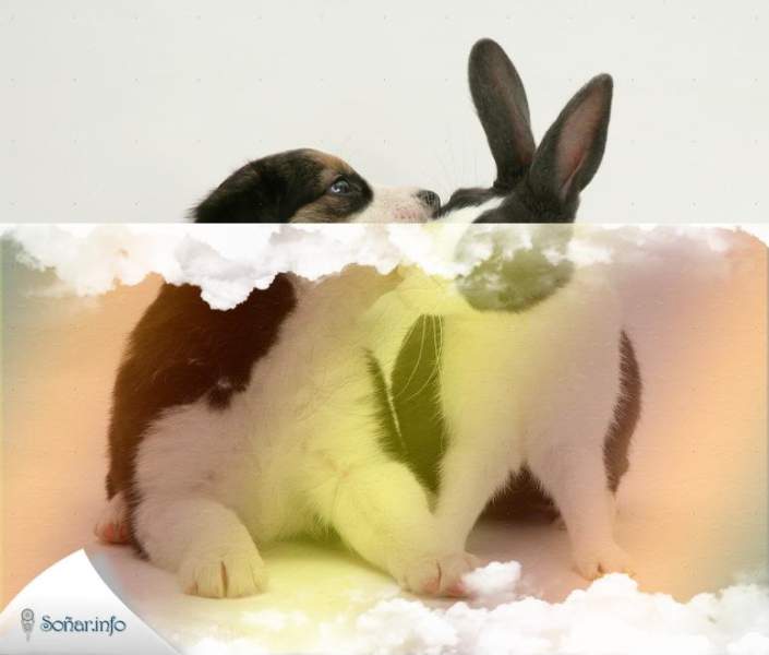 Totem animal Conejo. Rasgos y características