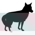coyote significado un simbolo de la sabiduria