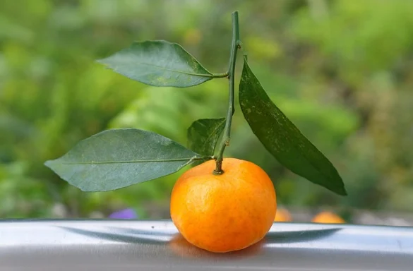 Cuál es el significado de soñar con comida