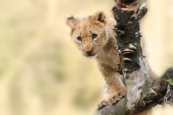 EL significado de soñar con Leones EL significado de soñar con Leones