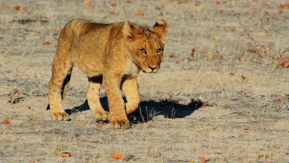 EL significado de soñar con Leones EL significado de soñar con Leones