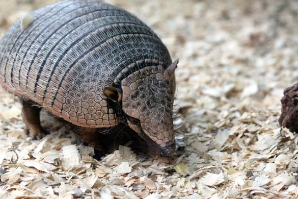 El Totem animal Armadillo o Quirquincho