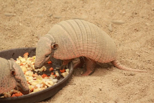 El Totem animal Armadillo o Quirquincho