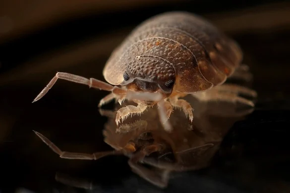 El Totem animal Armadillo o Quirquincho