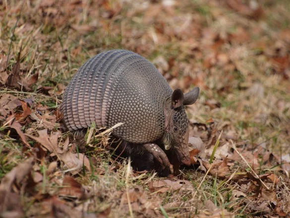 El Totem animal Armadillo o Quirquincho