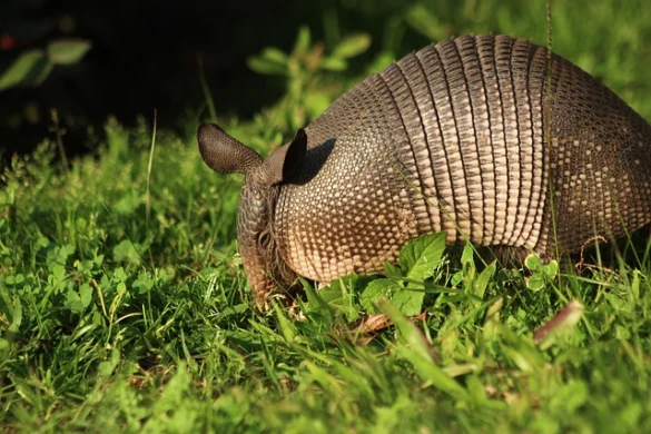 El Totem animal Armadillo o Quirquincho