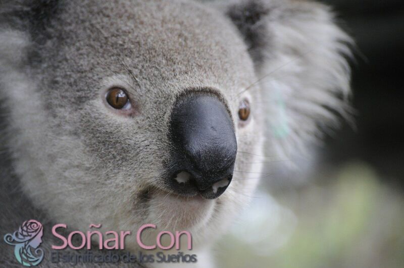 Simbolismo del Tótem Animal del Oso Koala