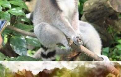 Soñar con Lemur. Conoce este símbolo animal
