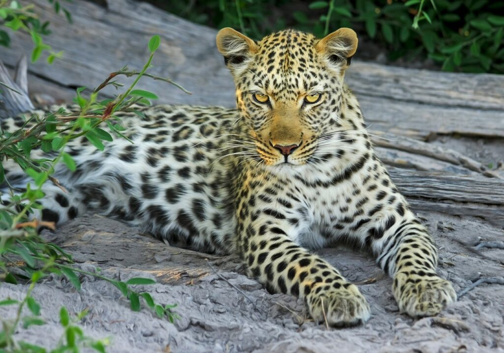 Significado simbólico del Leopardo