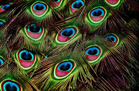 Pavo Real como representación y símbolo Pavo Real como representación y símbolo