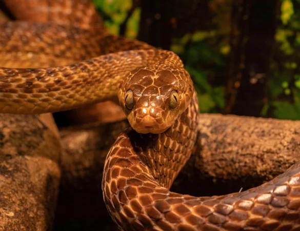 Qué significa soñar con serpientes y víboras Qué significa soñar con serpientes y víboras