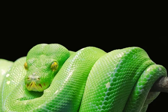 Qué significa soñar con serpientes y víboras Qué significa soñar con serpientes y víboras