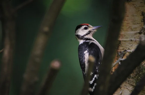 Qué significa soñar con un Pájaro Carpintero Qué significa soñar con un Pájaro Carpintero
