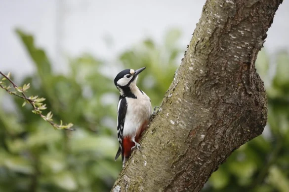 Qué significa soñar con un Pájaro Carpintero Qué significa soñar con un Pájaro Carpintero