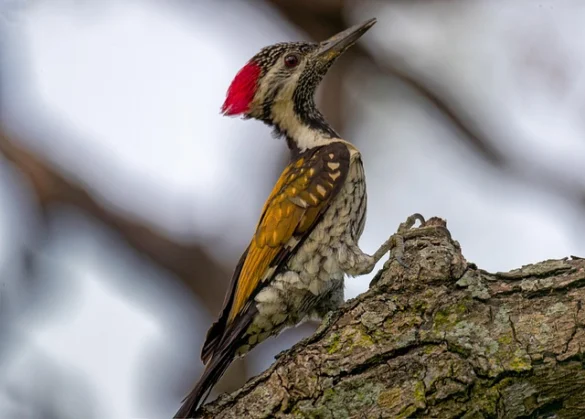 Qué significa soñar con un Pájaro Carpintero Qué significa soñar con un Pájaro Carpintero