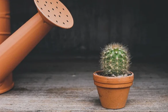 Qué significa soñar con una regadera Qué significa soñar con una regadera