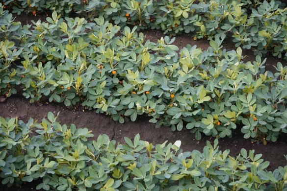 Significado de soñar con cacahuetes o Maní