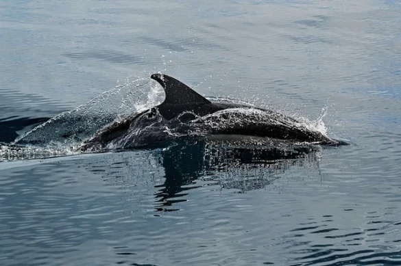 Significado de soñar con delfines