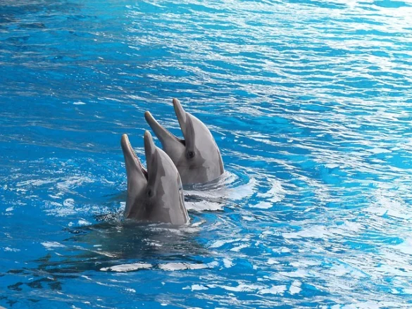 Significado de soñar con delfines