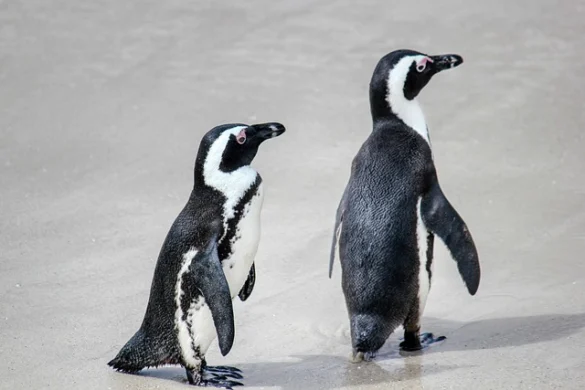 Significado de soñar con Pingüino Significado de soñar con Pingüino