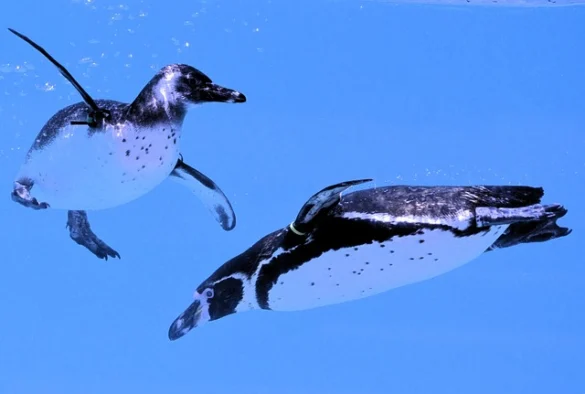 Significado de soñar con Pingüino Significado de soñar con Pingüino