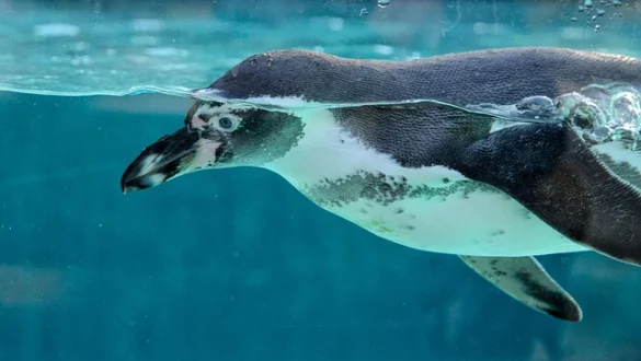 Significado de soñar con Pingüino Significado de soñar con Pingüino