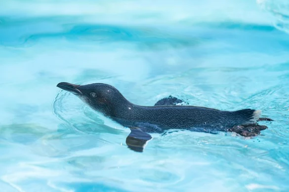 Significado de soñar con Pingüino Significado de soñar con Pingüino
