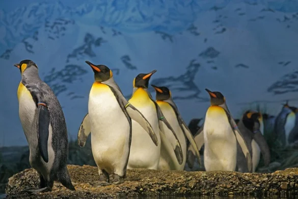 Significado de soñar con Pingüino Significado de soñar con Pingüino
