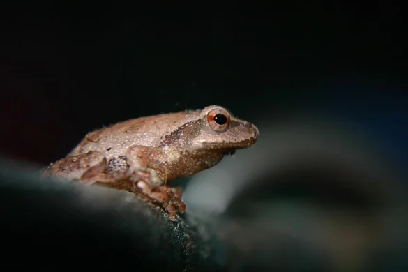 Significado de Soñar con ranas