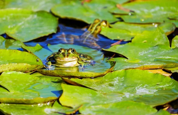 Significado de Soñar con ranas