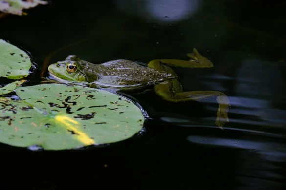 Significado de Soñar con ranas