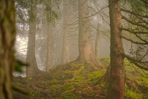 Significado de soñar con un Bosque Significado de soñar con un Bosque