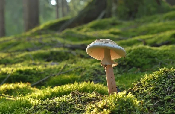 Significado de soñar con un Bosque Significado de soñar con un Bosque