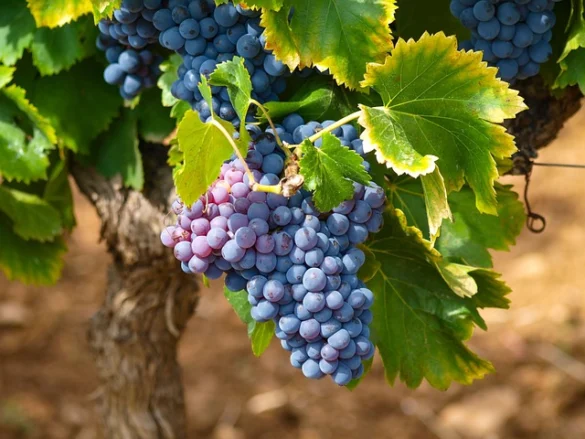 Significado de Soñar con uvas Significado de Soñar con uvas