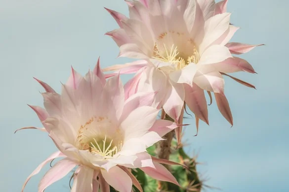 Significado del Sueño de Cactus Significado del Sueño de Cactus