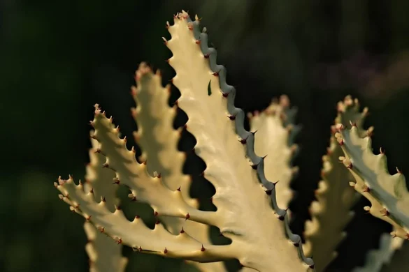 Significado del Sueño de Cactus Significado del Sueño de Cactus