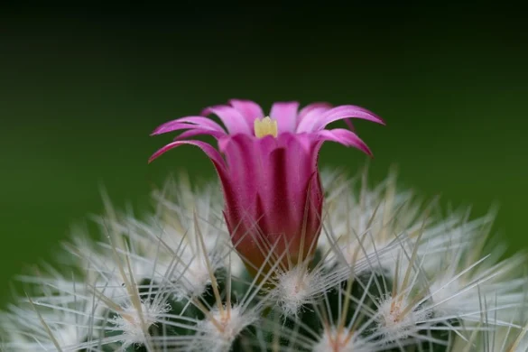 Significado del Sueño de Cactus Significado del Sueño de Cactus