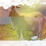 simbolismo del espiritu animal de cabra