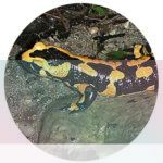 simbolismo del espiritu animal de la salamandra
