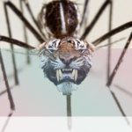 simbolismo del espiritu animal del mosquito