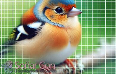 pinzón animal