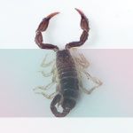 simbolismo del espiritu animal escorpion