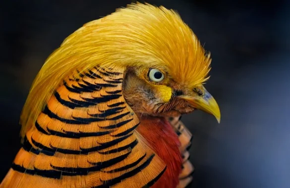Simbolismo del Espíritu Animal Faisán
