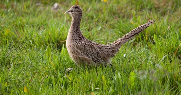 Simbolismo del Espíritu Animal Faisán