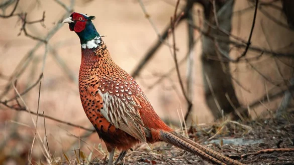 Simbolismo del Espíritu Animal Faisán
