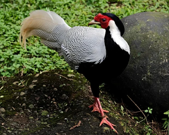 Simbolismo del Espíritu Animal Faisán