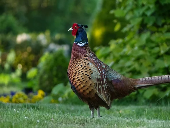 Simbolismo del Espíritu Animal Faisán