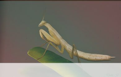 simbolismo del espiritu animal mantis en oracion